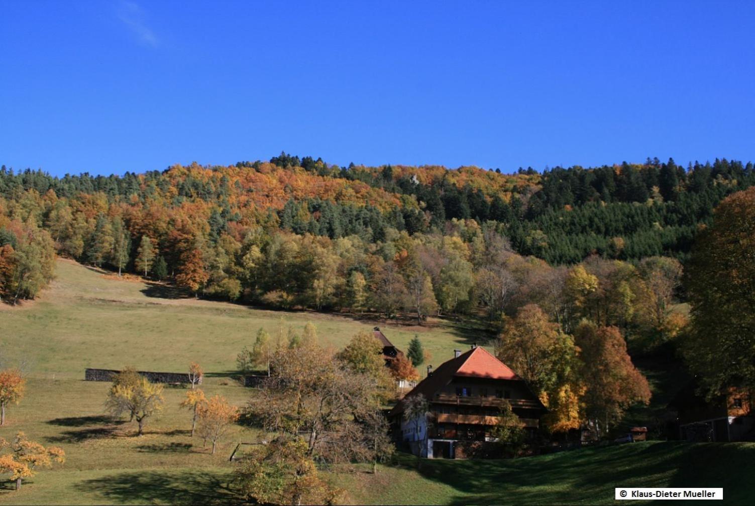 Haus Am Waldrand Villa Triberg im Schwarzwald Dış mekan fotoğraf